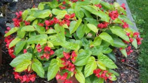 Presenting the Best Performing Plant Variety Finalists for 2019