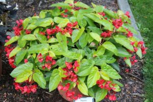 Begonia ‘Canary Wings’ (Ball Ingenuity)