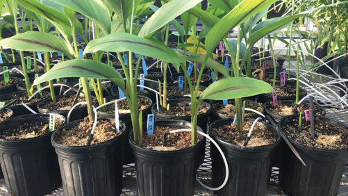 How to Grow Superfoods Ginger and Turmeric in Containers