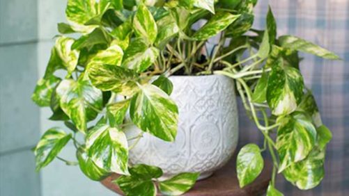 Dewar Nurseries Launches Family Owned Floral Retail Brand