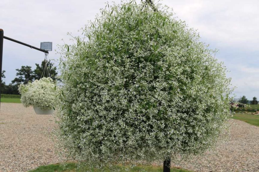 Euphorbia ‘Diamond Mountain’ (Proven Winners)