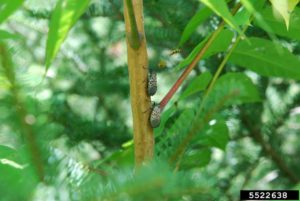 5. Silence of the Insects