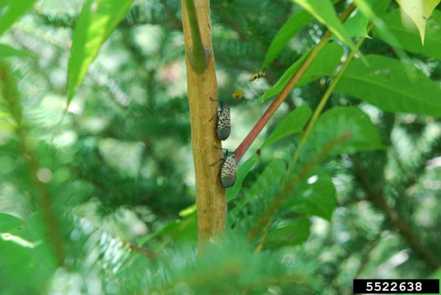 5. Silence of the Insects