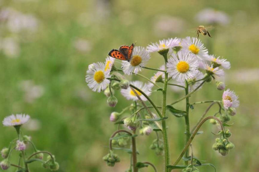 5. Silence of the Insects