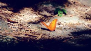 5. Silence of the Insects