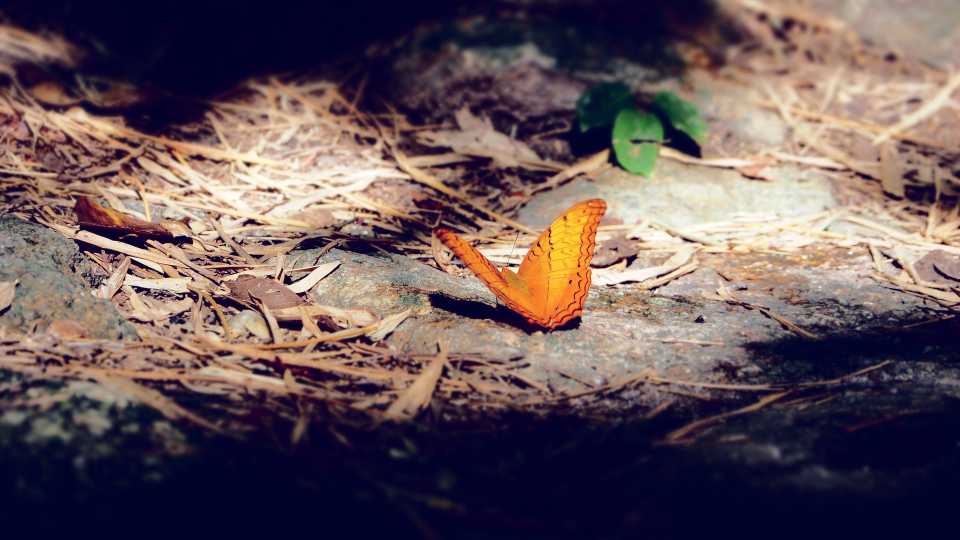 5. Silence of the Insects