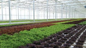 Watch This: Educating Consumers on Different Vegetable Production Systems