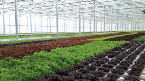 Ohio Greenhouse Leafy Greens Grower Expanding Again