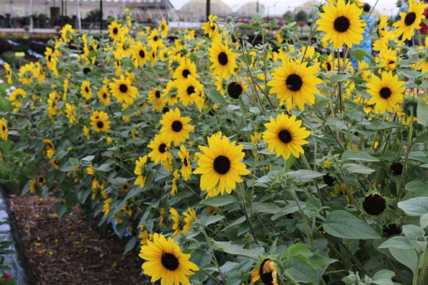 2017 Industry and Readers’ Choice Winner: Helianthus ‘Sunfinity’ (Syngenta Flowers)