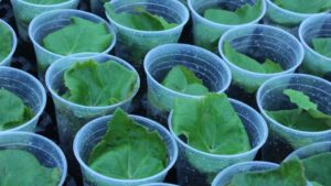Why Dümmen Orange’s New Approach to Begonia Stock Is Significant