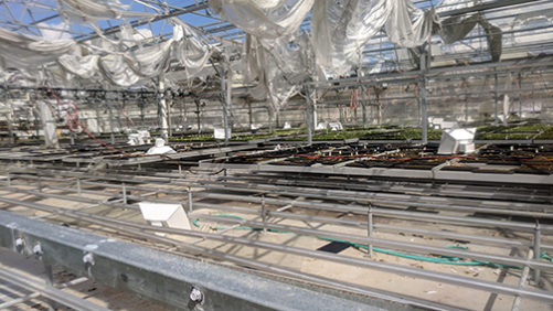 Oglesby Plants Resumes Shipping After Hurricane Michael