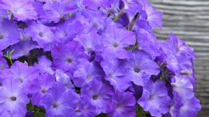 PanAmerican Seed Making Select Varieties Available for Early Sale