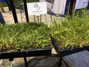 New St. Augustine Grass Scotts ‘ProVista’ (Scotts Miracle-Gro ProVista)
