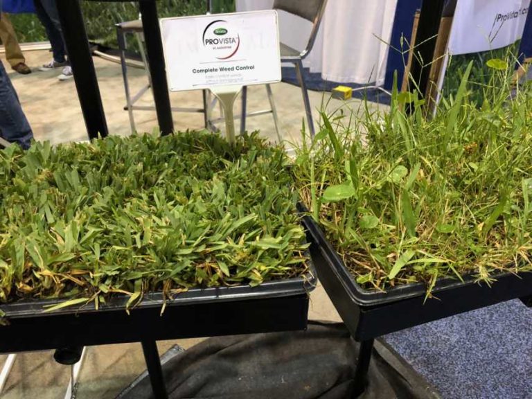 New St. Augustine Grass Scotts ‘ProVista’ (Scotts Miracle-Gro ProVista)