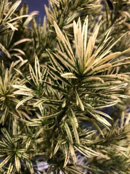 Southern Living Plant Collection Variegated Podocarpus ‘Roman’ (Plant Development Services, Inc.)
