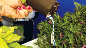 WaterWick Aims to Make Plant Chores Painless