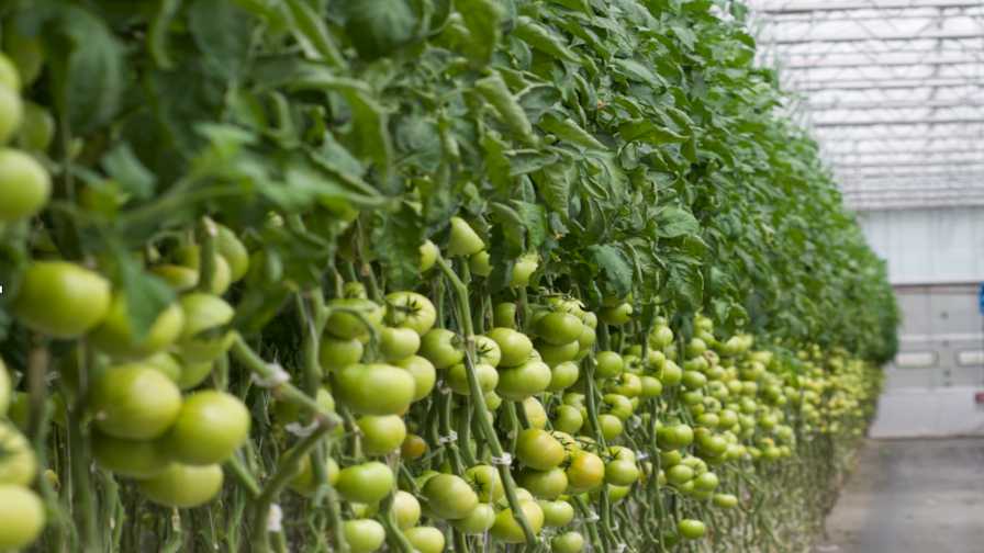 Artificial-Intelligence-in-Greenhouse