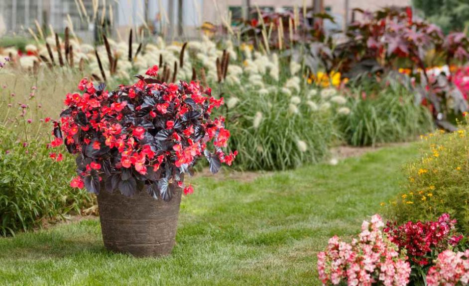 Begonia ‘Viking XL Red on Chocolate’ (Sakata Seed Corp.)