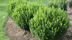 Sprinter Boxwood