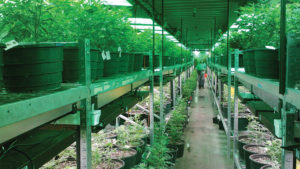 What You Need to Know Before Leasing to a Cannabis Grower