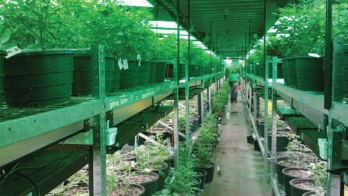 Labor Challenges a Hindrance to Cannabis Market Growth