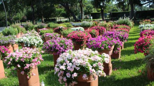 2018 Southwest/West Floriculture Field Trials: Dallas Arboretum and Botanical Garden
