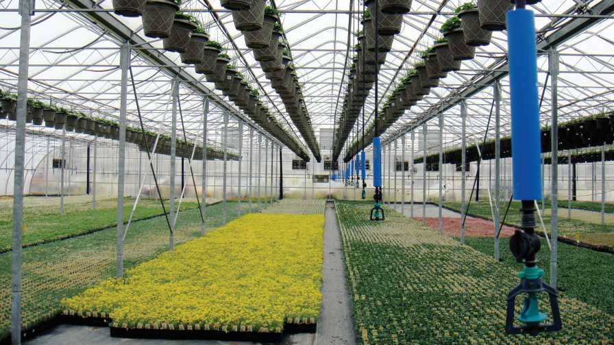 Corso's Perennials greenhouse CFAP program