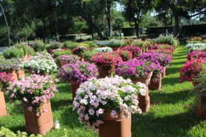 Container Gardening