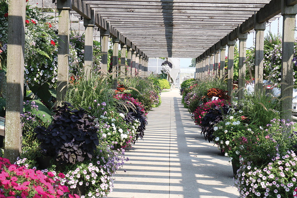 Four-Star-Greenhouses-2018-Trials pest scouting