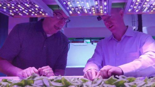 Why Growing Leafy Greens Indoors is Trending