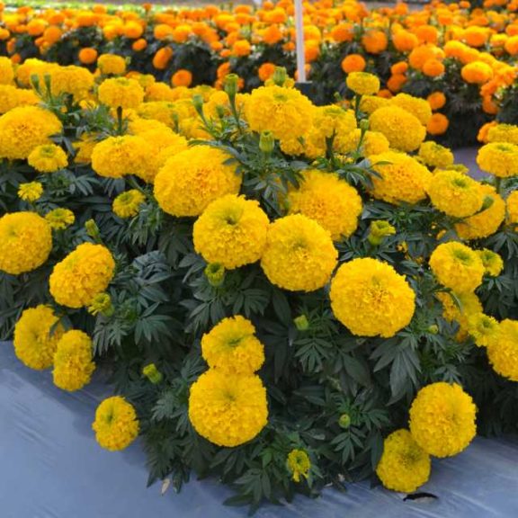 Marigold ‘Big Duck Gold’ (Ameriseed)