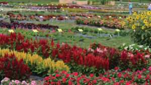 The Latest Updates on Summer 2020 Horticulture Field Days