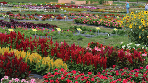 The Latest Updates on Summer 2020 Horticulture Field Days