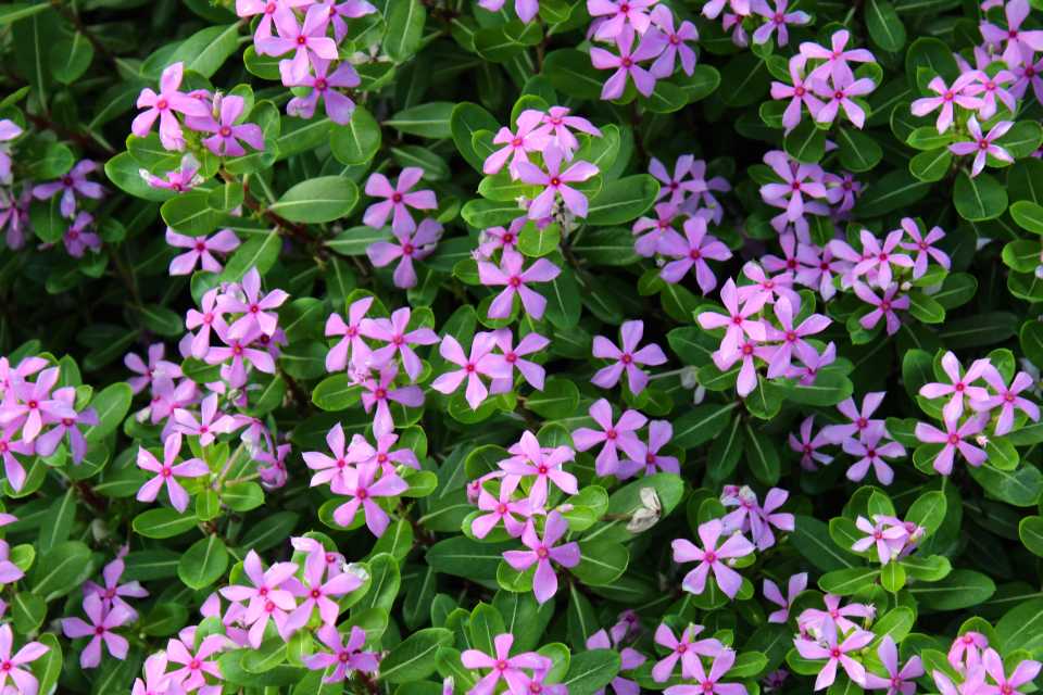 plant growth regulator phytotoxicity