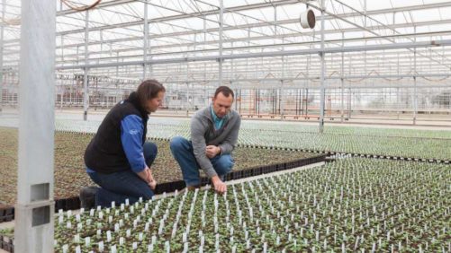 HydraFiber Soaks Up Horticulture Market Share With Wood Fiber Media
