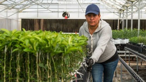 Greenhouse Growers, How’s Your Supply Chain Holding Up?