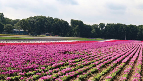 Walters Gardens Hosting Perennial Event in June