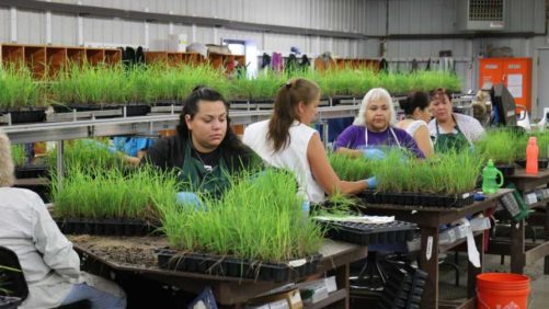 Horticulture Industry Groups Hail New Advancement in Agricultural Labor Bill