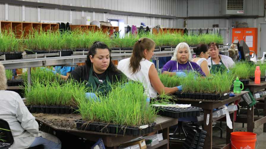 Workers at Walters Gardens in Michigan adverse effect wage rate
