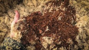 Learning Opportunity: Current Status and Recommendations for Soilless Growing Media