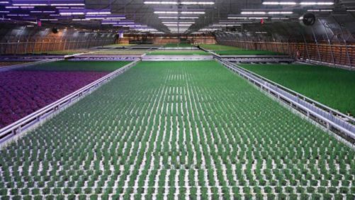 Leadership Team Aims to Boost Water, Energy Efficiency in CEA Production