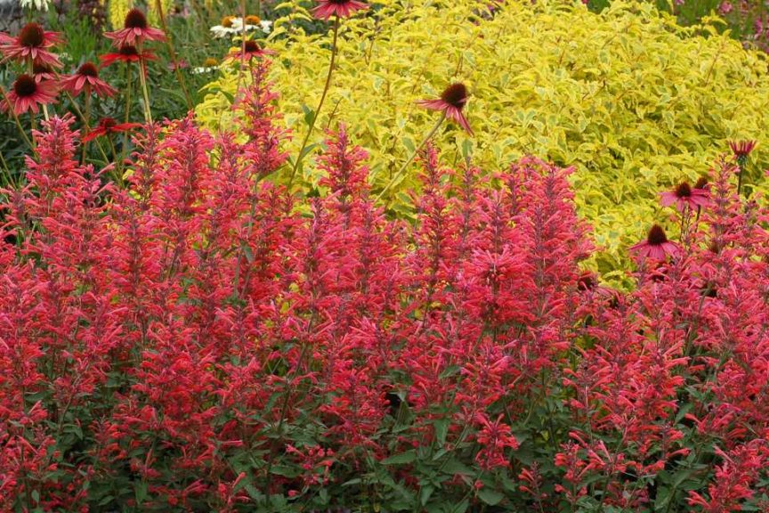 Agastache 'Kudos Coral' (Terra Nova Nurseries)