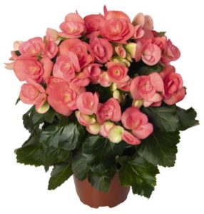 Begonia ‘Elatior Netja Dark’ (Dümmen Orange)
