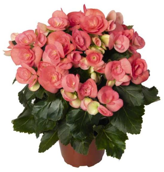 Begonia ‘Elatior Netja Dark’ (Dümmen Orange)