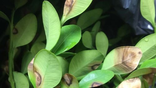 Boxwood Blight Detected in Michigan