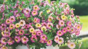 2018 Northeast Floriculture Field Trials: D.S. Cole Growers
