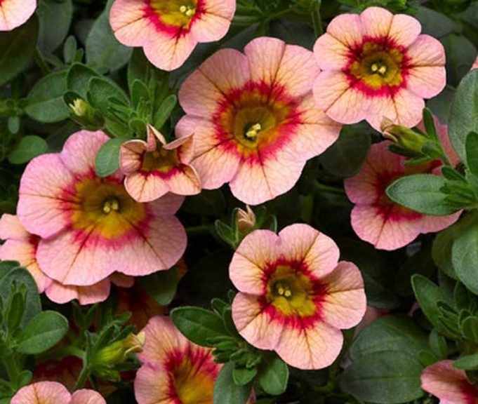 Cabrio' Sweet Peach' (Syngenta Flowers)