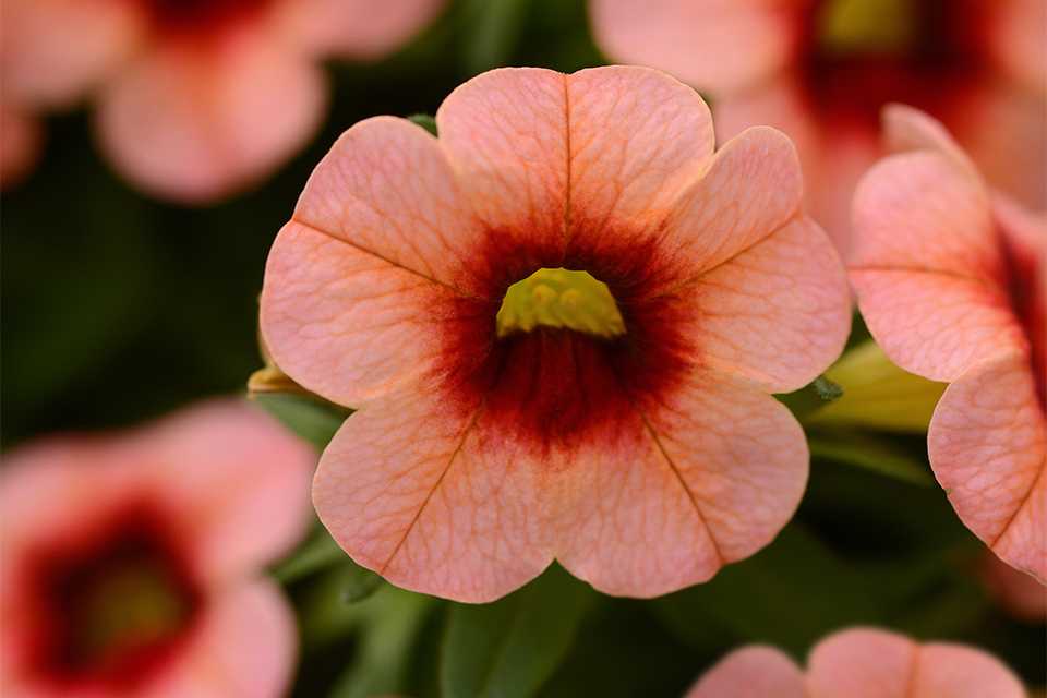 Calibrachoa-Conga-Coral-Kiss-Ball-FloraPlant intellectual property