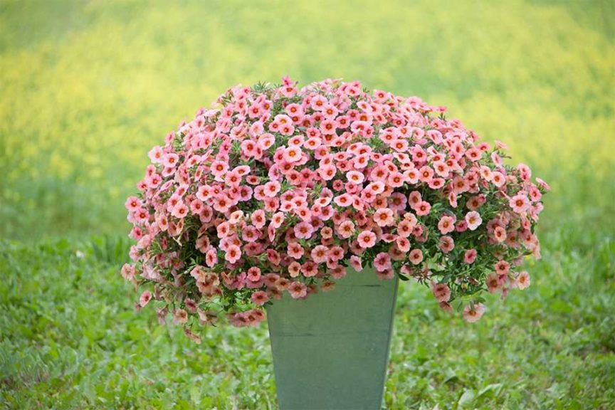 Calibrochoa 'MiniFamous Neo Coral Red Eye' (Selecta One)