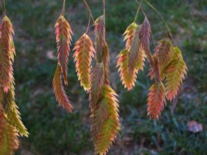 Chasmanthium latifolium (Emerald Coast Growers)